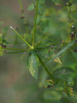 صورة Podosphaera euphorbiae (Castagne) U. Braun & S. Takam. 2000