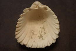 Image of Trachycardium procerum (G. B. Sowerby I 1833)