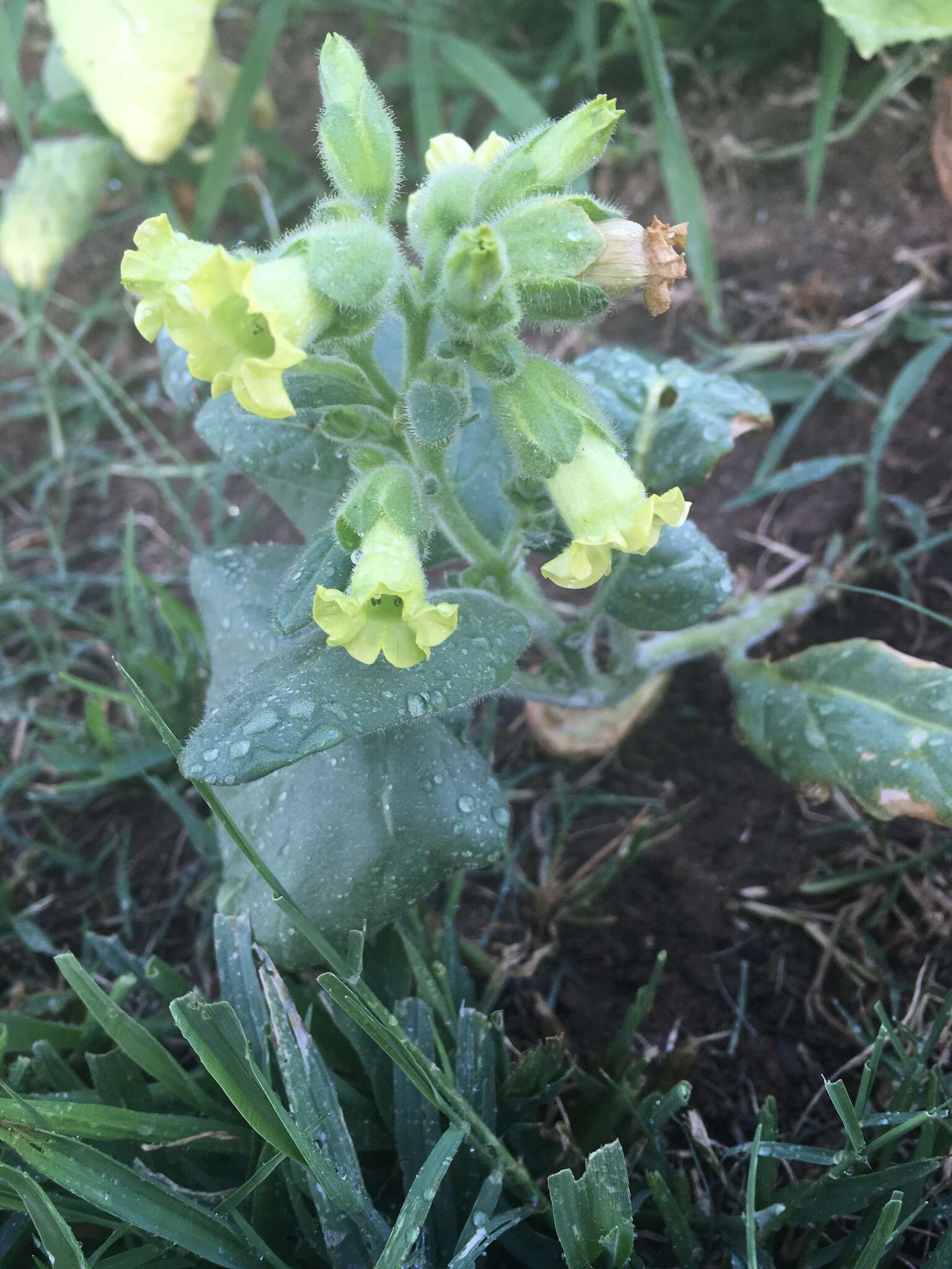 Image of Aztec tobacco