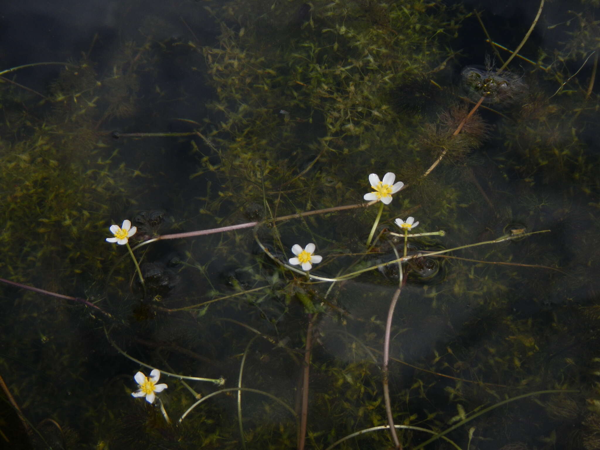 Слика од Ranunculus trichophyllus Chaix