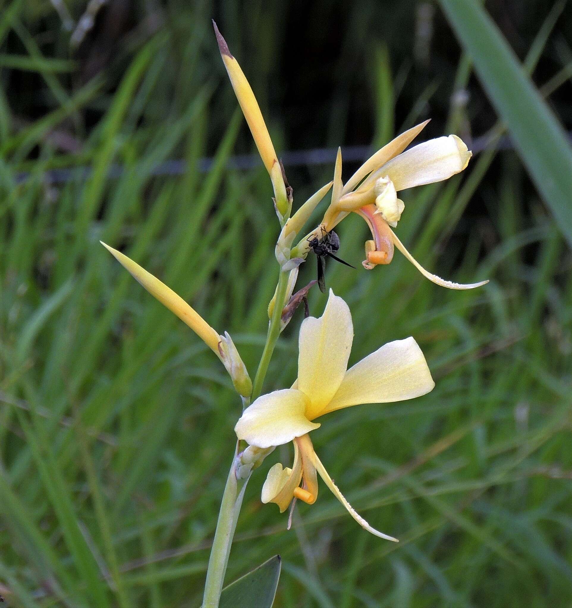 Imagem de Canna glauca L.