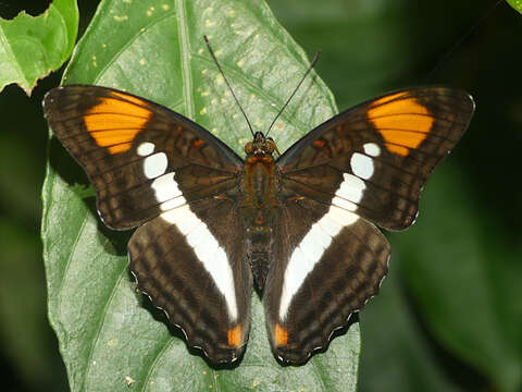 Imagem de Adelpha serpa serpa