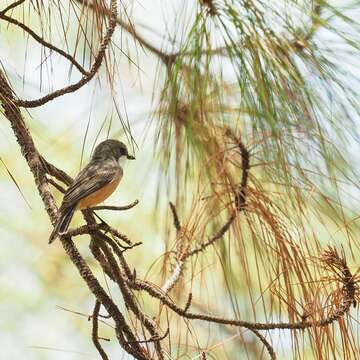 Imagem de Pachycephala rufiventris xanthetraea (Forster & JR 1844)