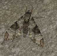 Manduca florestan (Stoll 1782)的图像