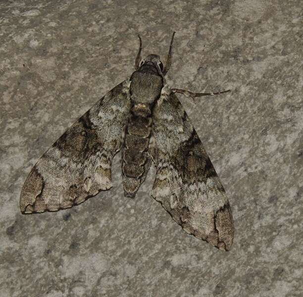 Manduca florestan (Stoll 1782)的图像