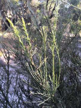 Слика од Jacksonia furcellata (Bonpl.) DC.