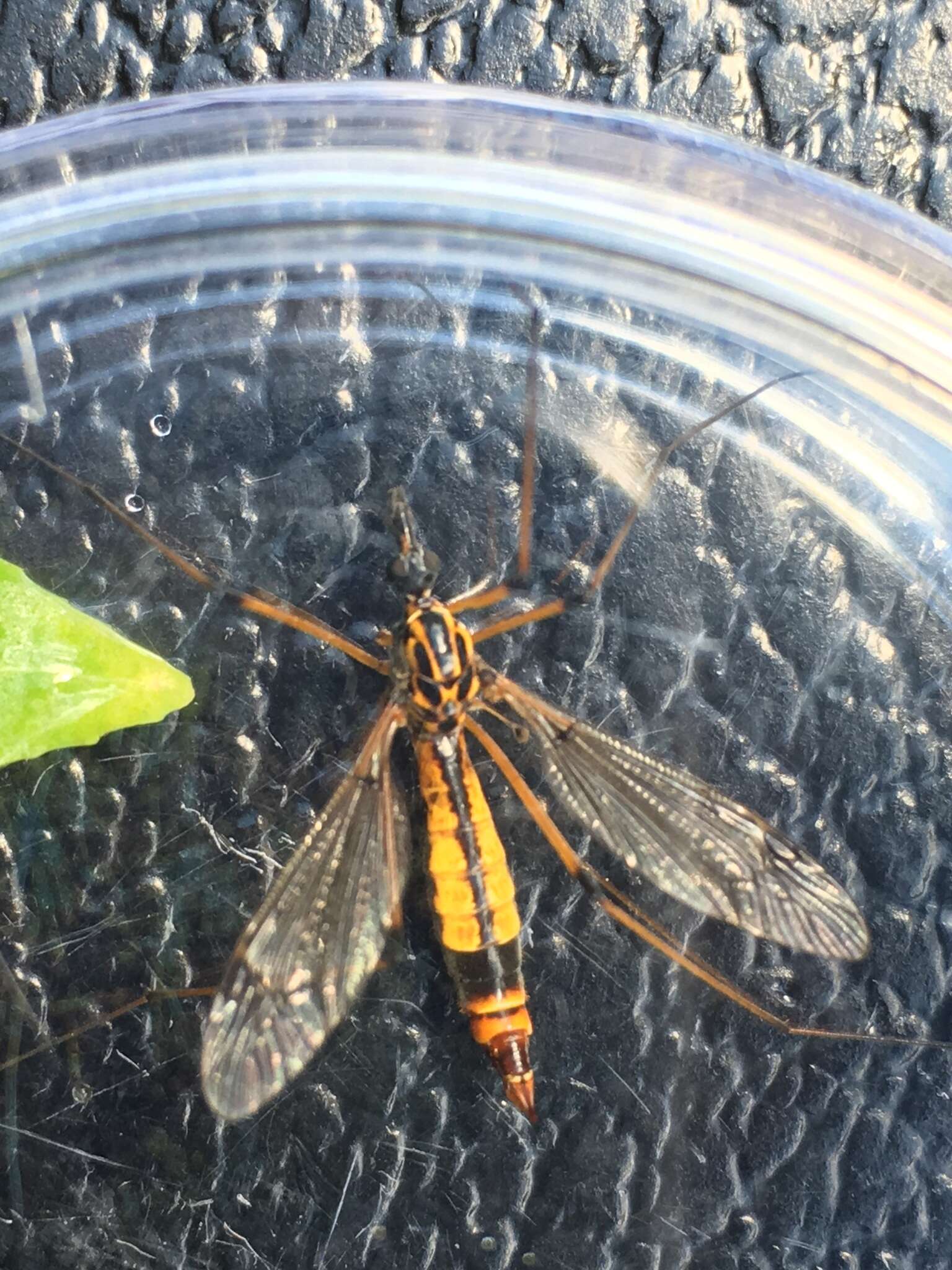 Tipula (Hesperotipula) californica (Doane 1908)的圖片