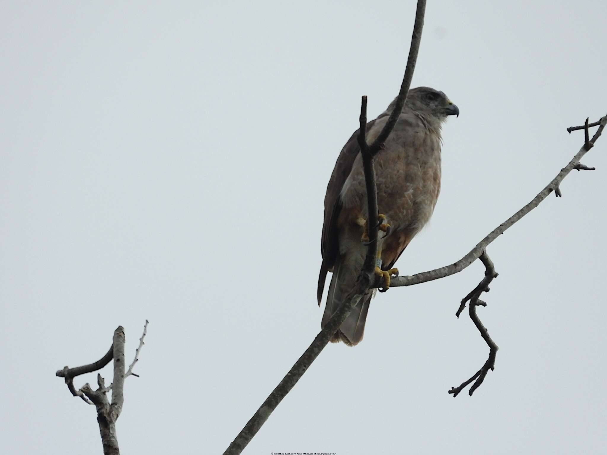 Слика од Buteo ridgwayi (Cory 1883)