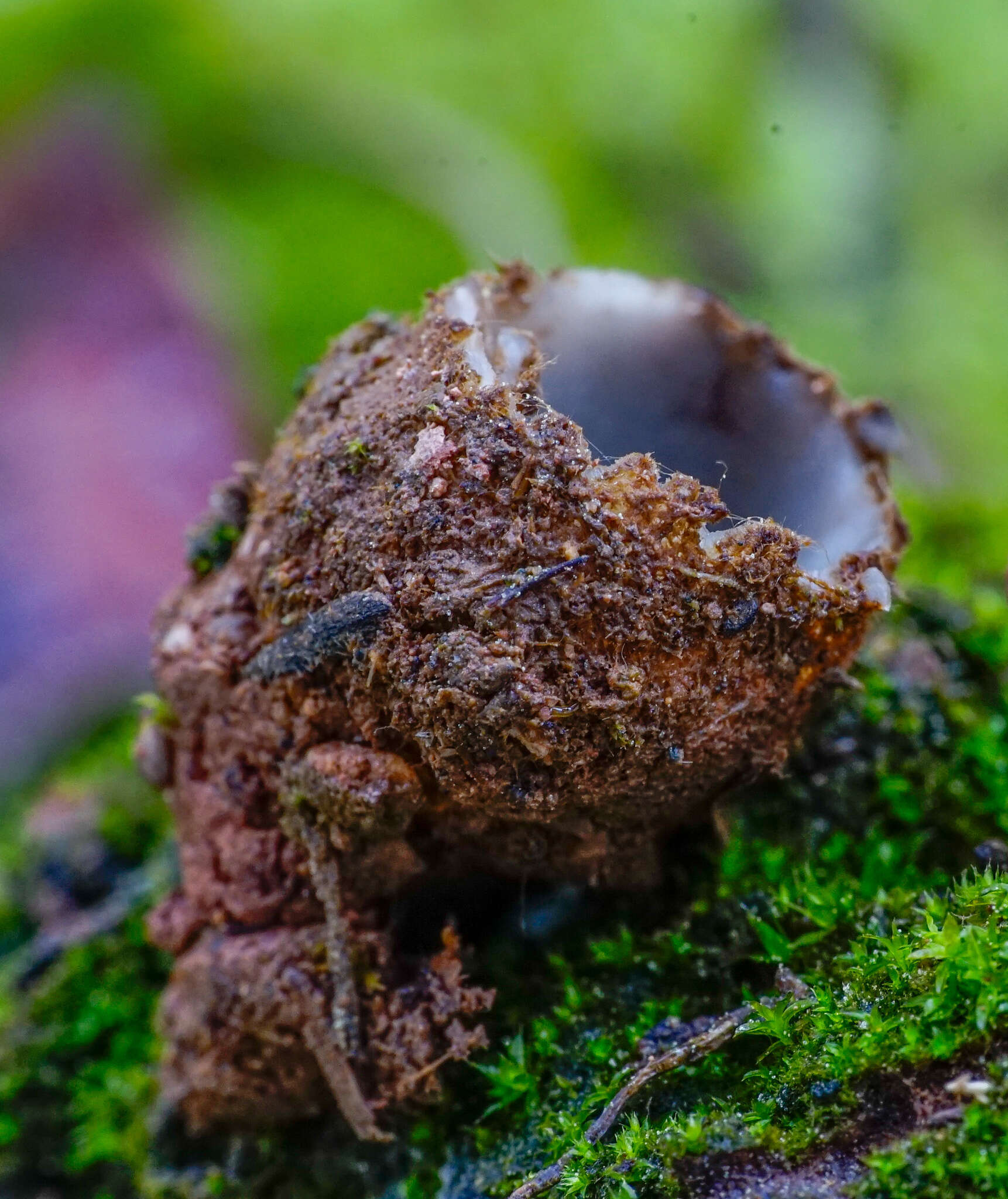 Image of Geopora arenicola (Lév.) Kers 1974