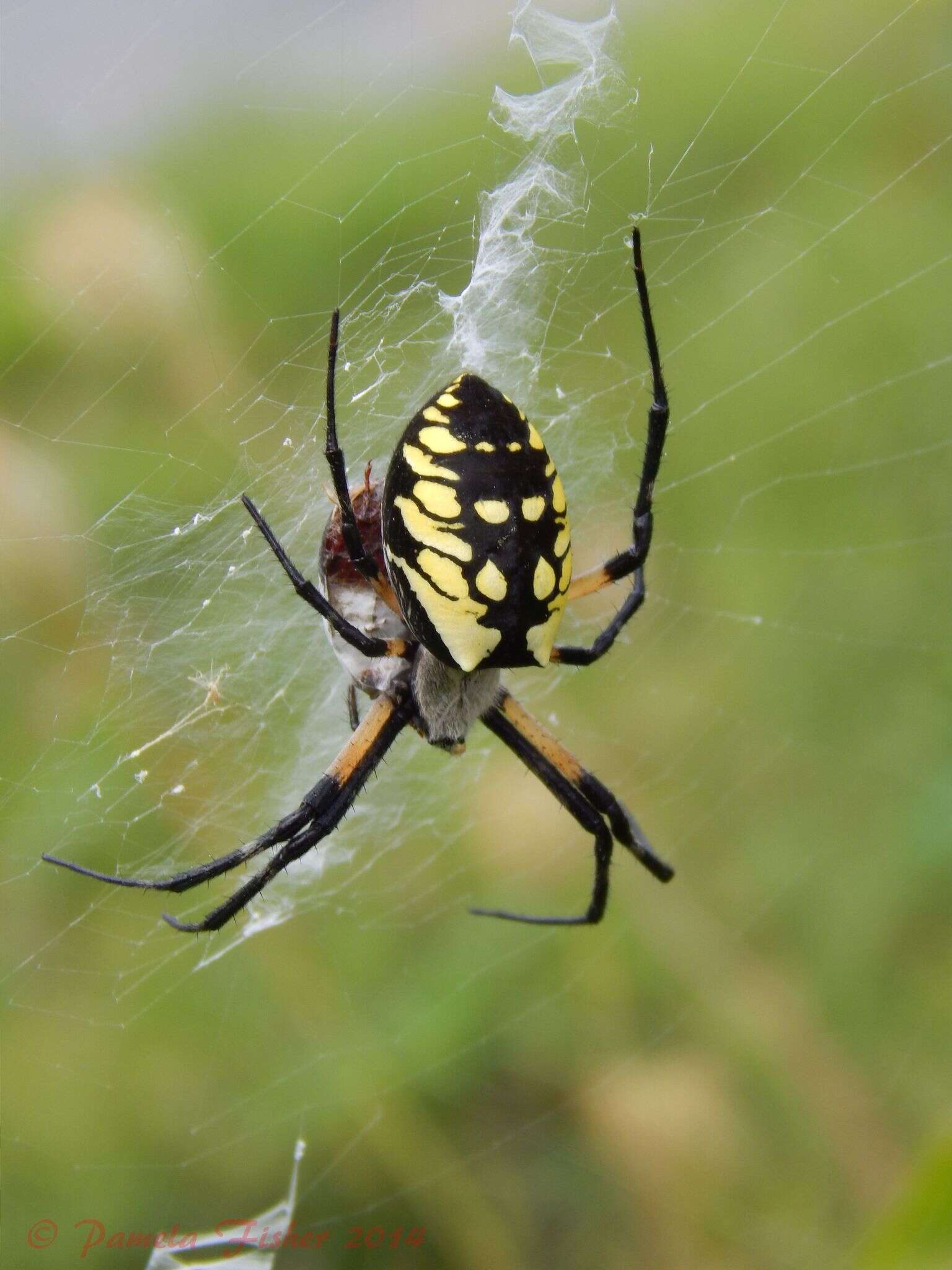 Image of Black-and-Yellow Argiope