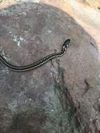 Thamnophis pulchrilatus (Cope 1885)的圖片