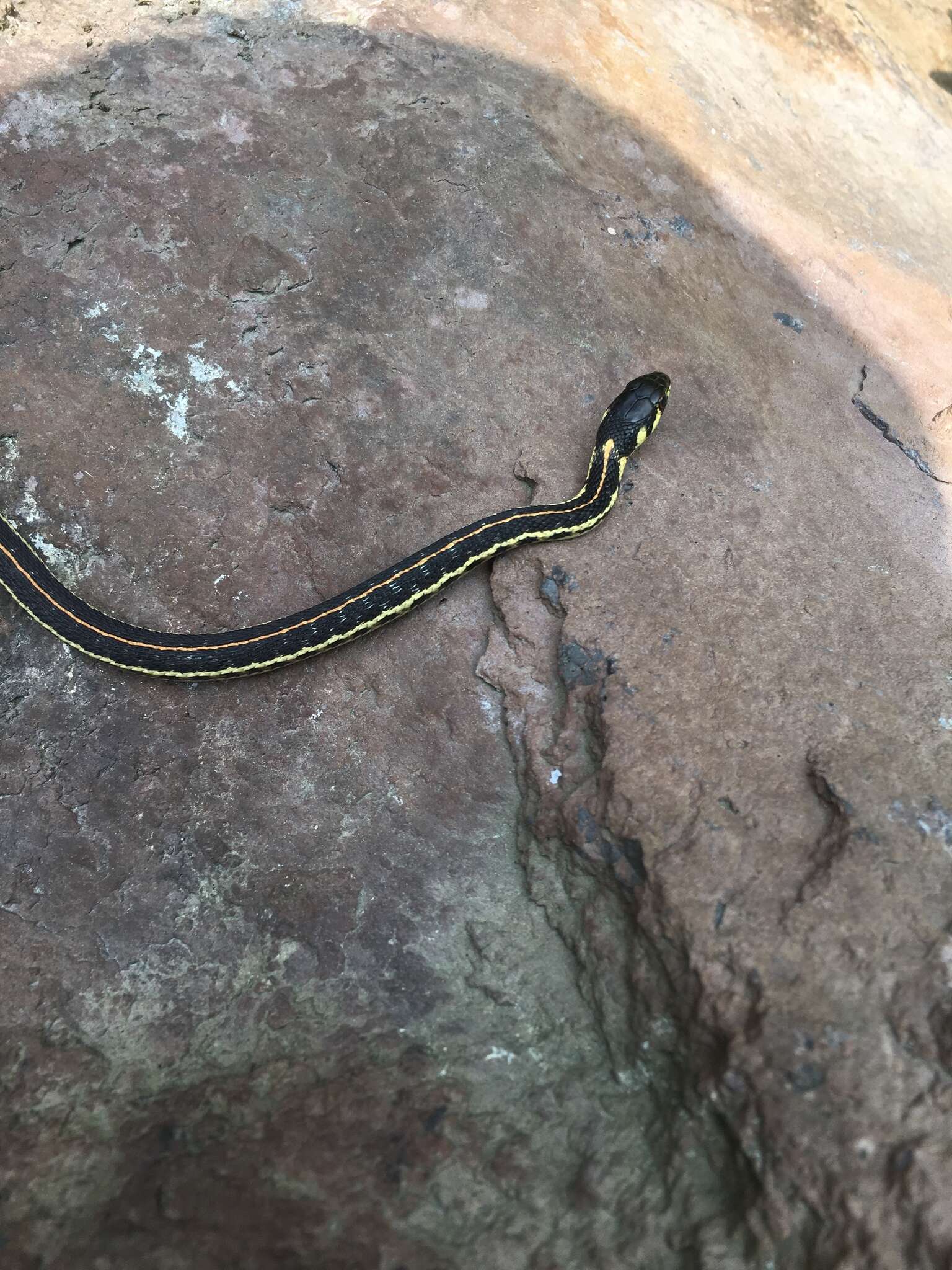 Thamnophis pulchrilatus (Cope 1885)的圖片