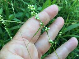 Image of Dotted Smartweed