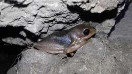 Image of Common Reed Frog