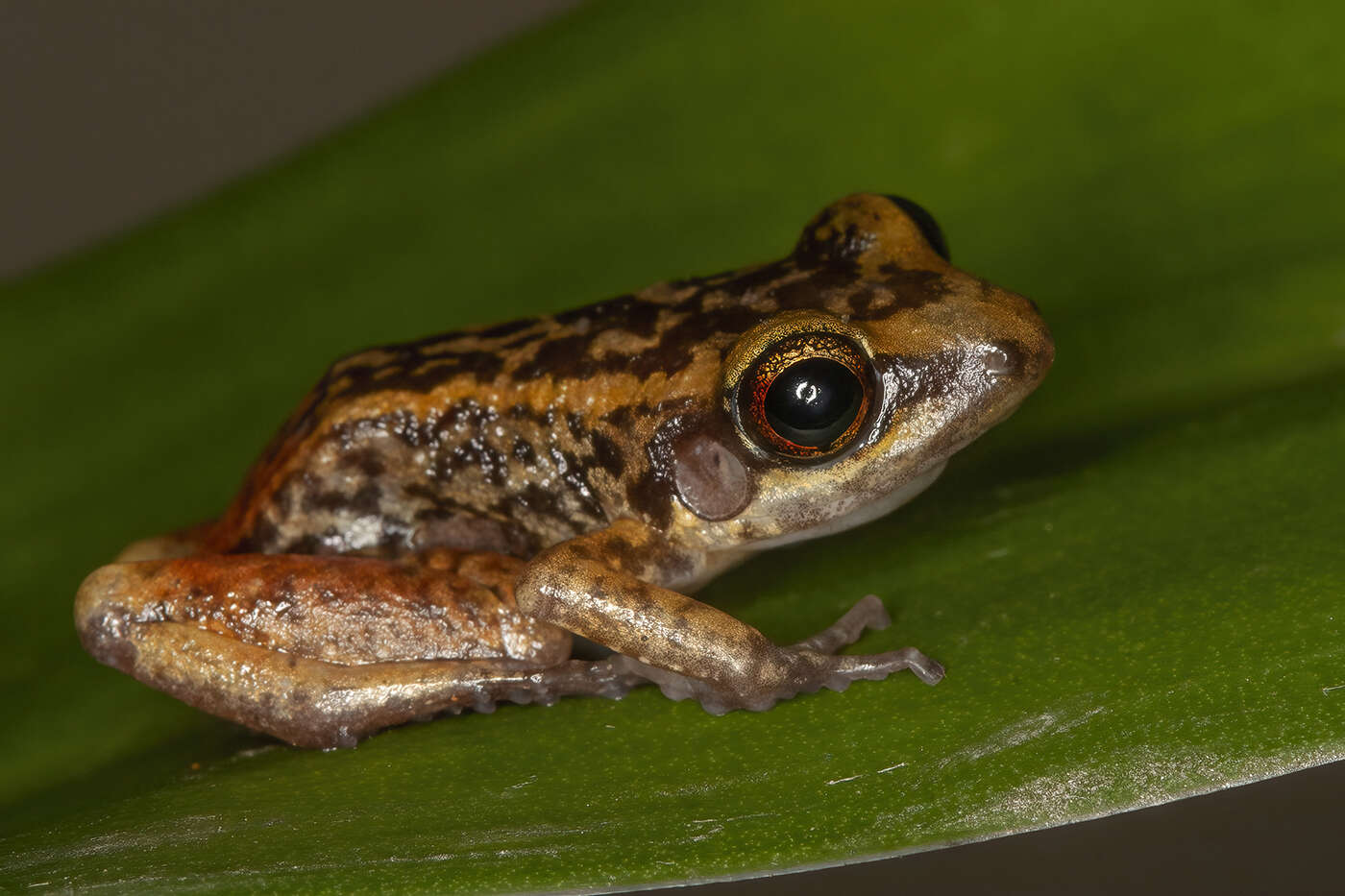 Image of Eleutherodactylus paralius Schwartz 1976