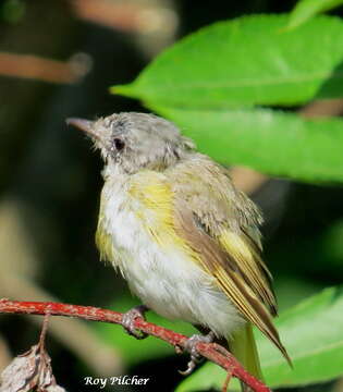 Image of American Redstart