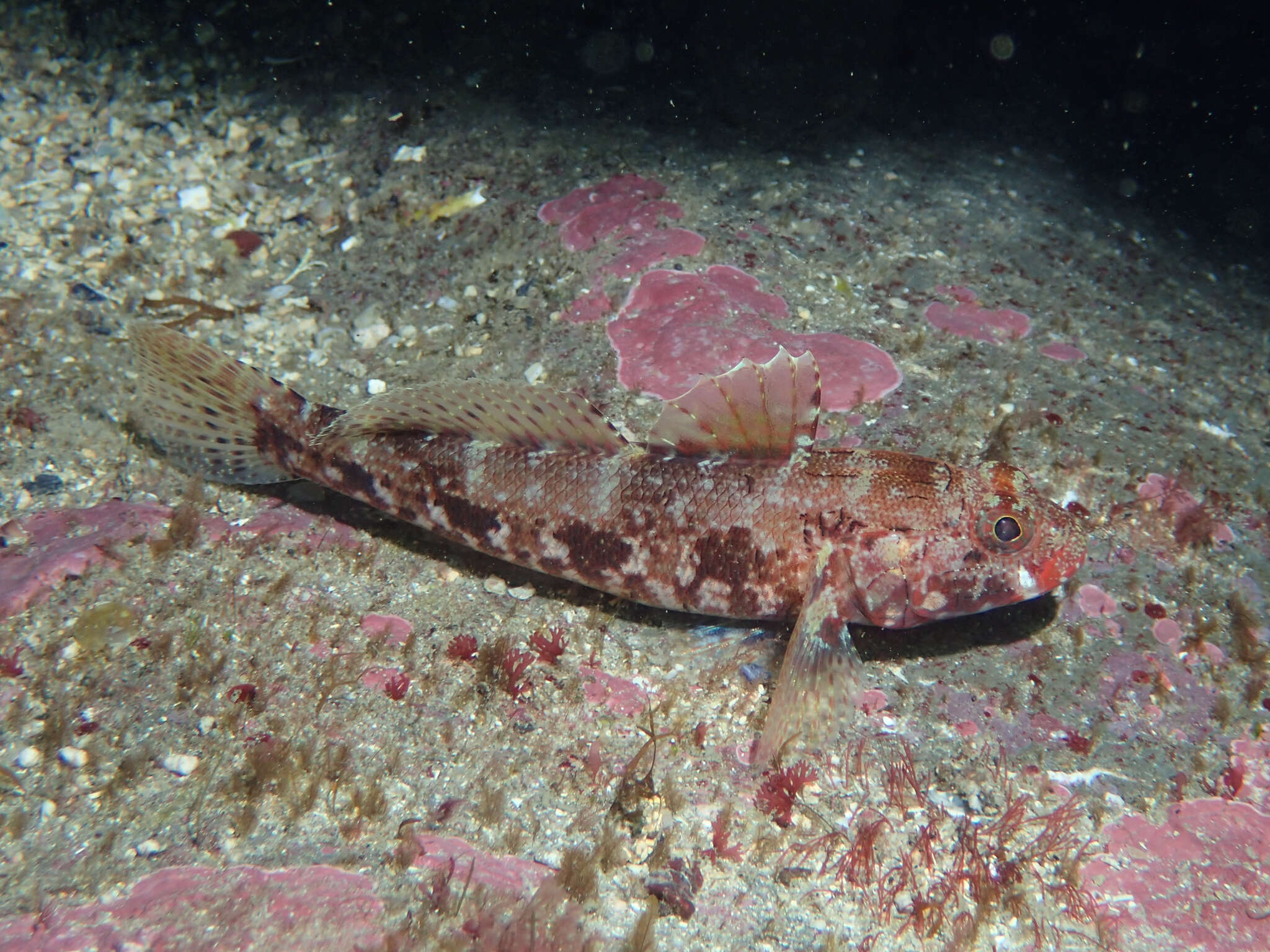 Sivun Gobius cruentatus Gmelin 1789 kuva