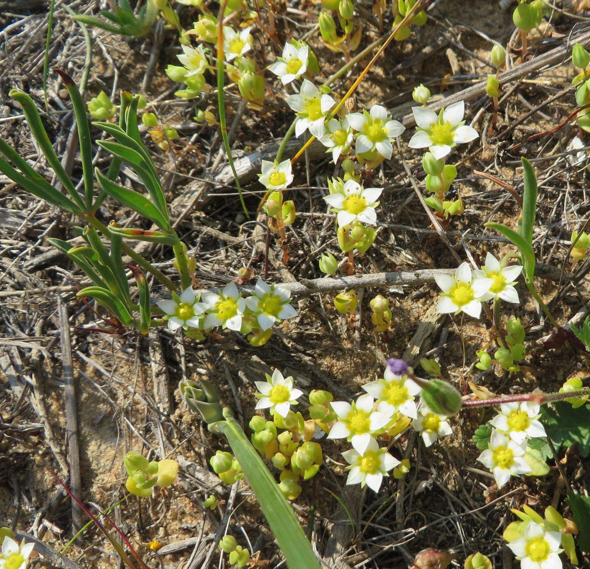 Image of Crassula pellucida subsp. spongiosa Tölken