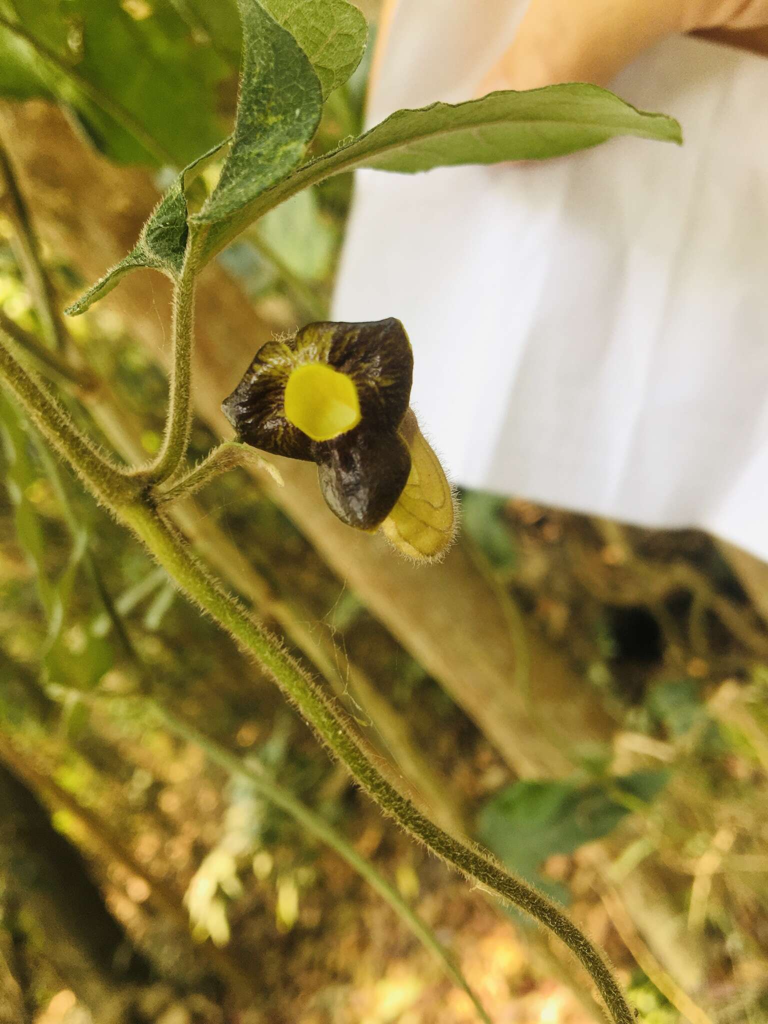 Image de Aristolochia kaempferi Willd.