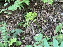 Image of Japanese ginseng