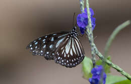 Image of Ideopsis juventa curtisi (Moore 1883)