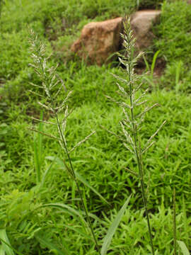 Plancia ëd Arundinella hirta (Thunb.) Tanaka