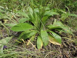 Imagem de Plantago australis subsp. australis