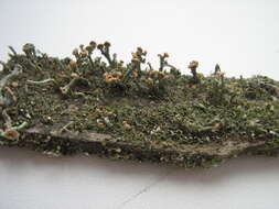 Image of cup lichen