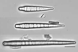 Слика од <i>Meridion constrictum</i>