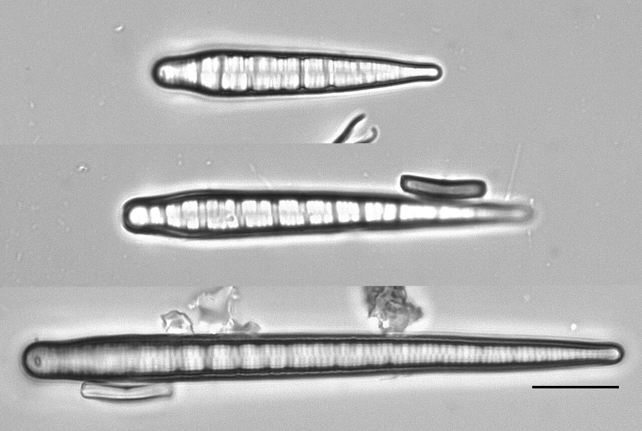 Imagem de Bacillariophyta