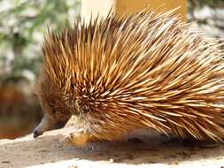 Sivun Tachyglossus aculeatus multiaculeatus (W. Rothschild 1905) kuva