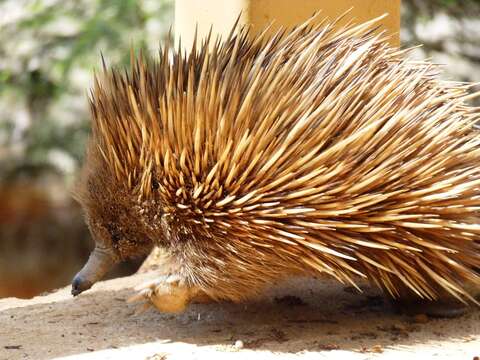 Image of Short-beaked Echidna