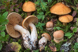 Image of Cortinarius variipes Rob. Henry 1977