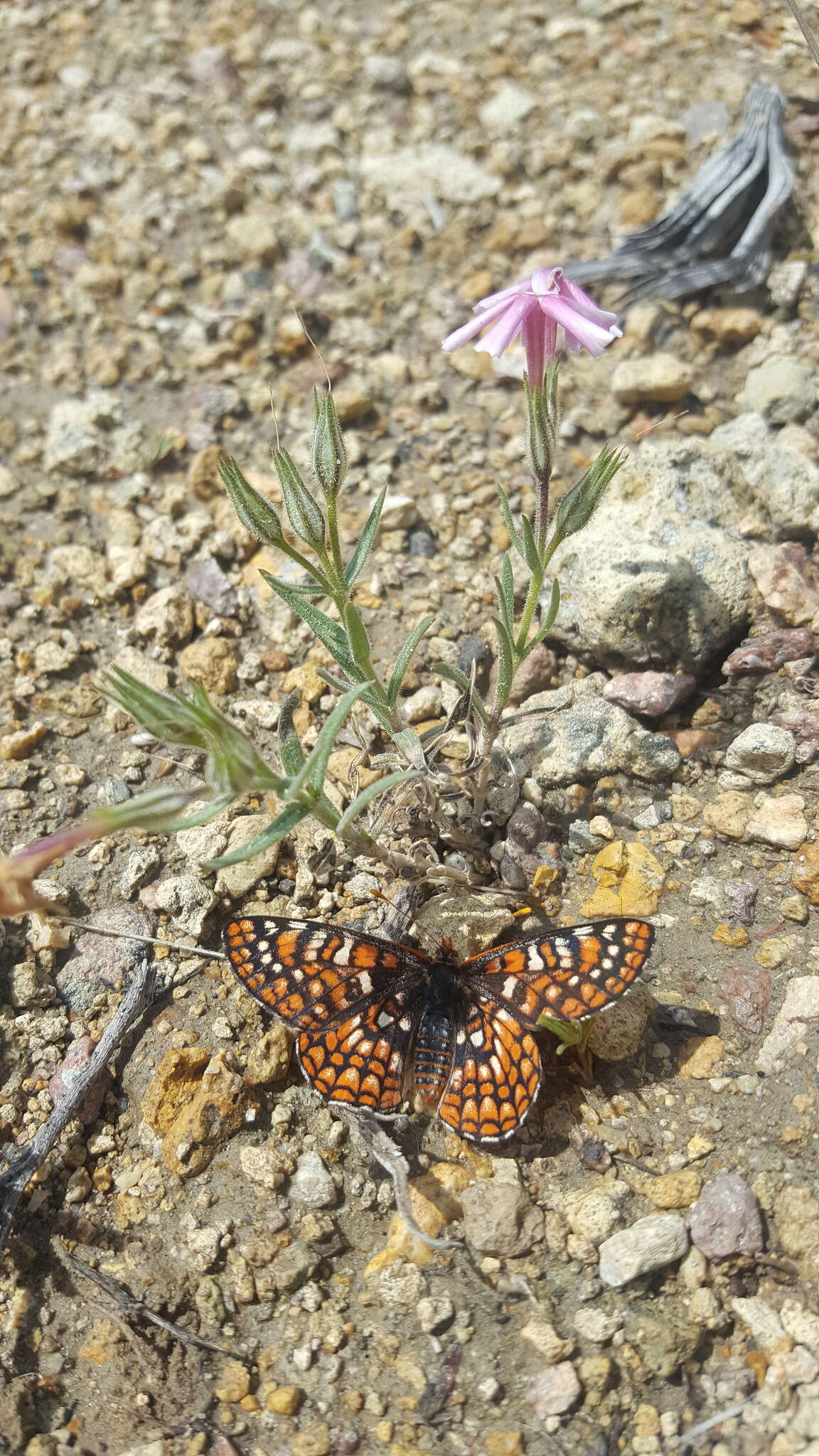 Euphydryas anicia wheeleri (Hy. Edwards 1881)的圖片