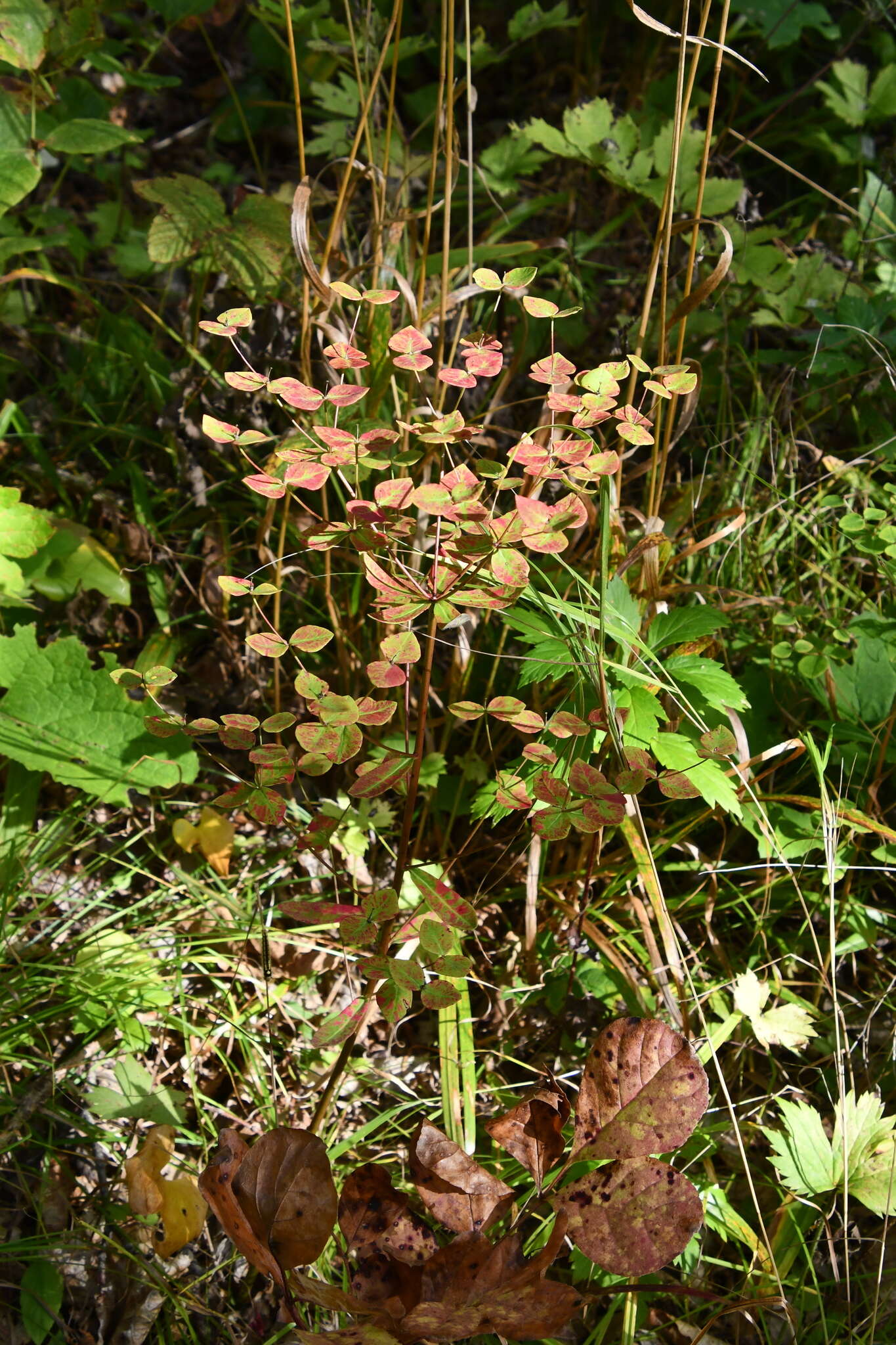 Слика од Euphorbia lucorum Rupr.