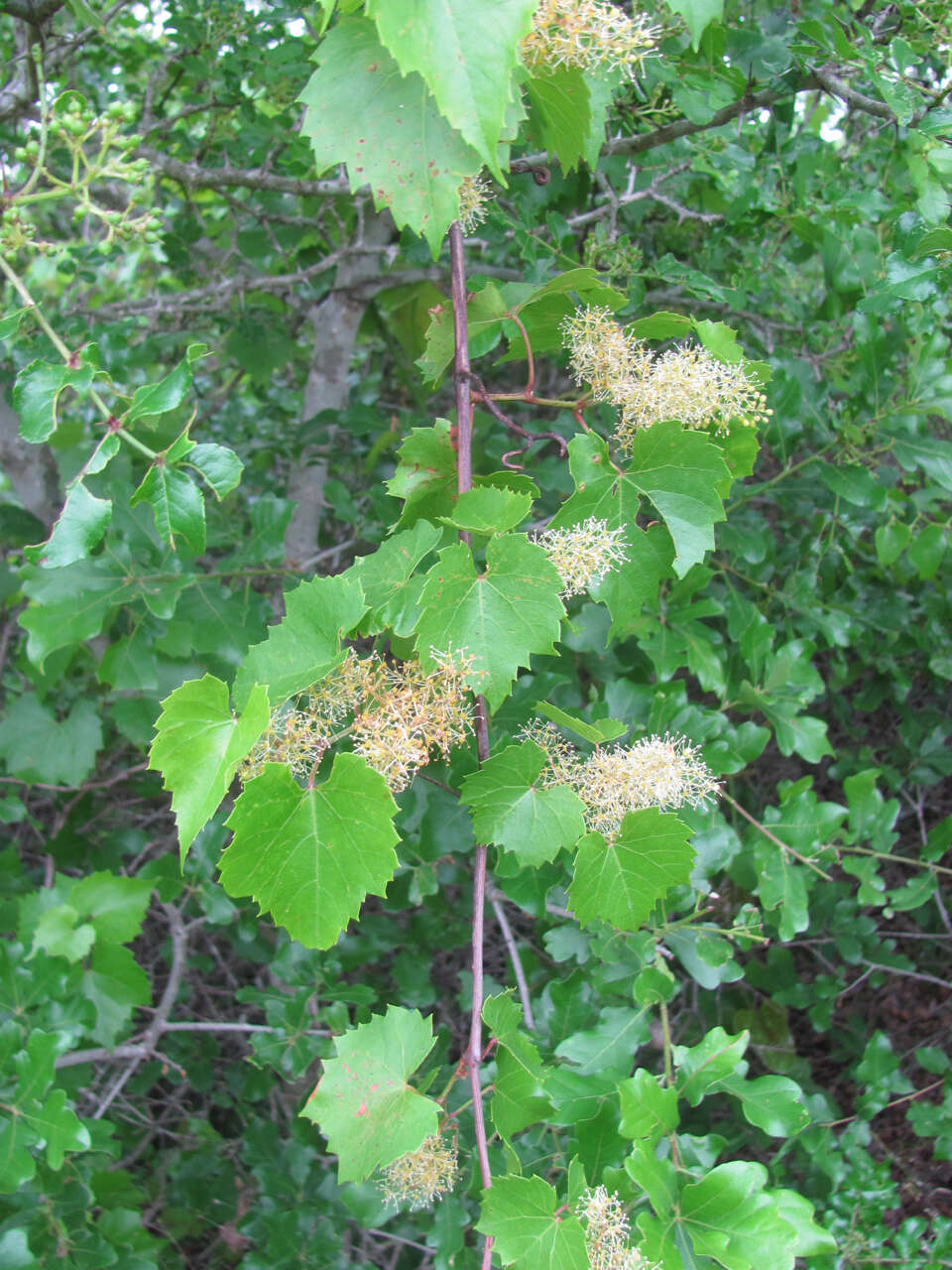 Plancia ëd Vitis monticola Buckl.