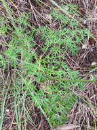 Imagem de Lomatium multifidum (Nutt.) R. P. Mc Neill & Darrach