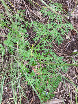 Image of carrotleaf biscuitroot