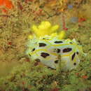 Image of Halgerda dichromis Fahey & Gosliner 1999