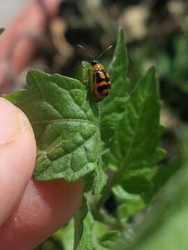 Sivun Cerotoma ruficornis (Olivier 1791) kuva