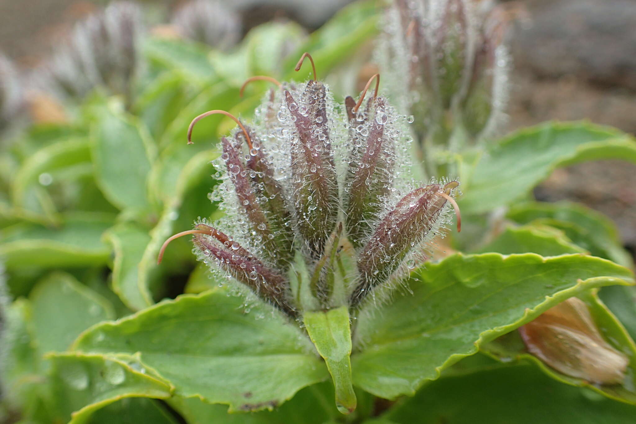 Image of Pennellianthus frutescens (Lamb.) Crosswhite