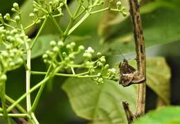 Image of tree flitter