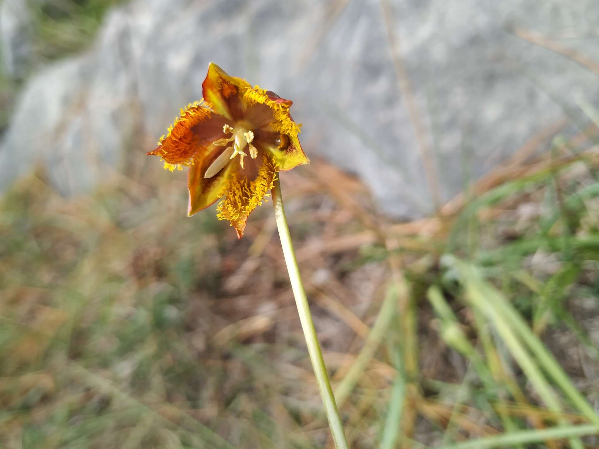 صورة Calochortus marcellae G. L. Nesom