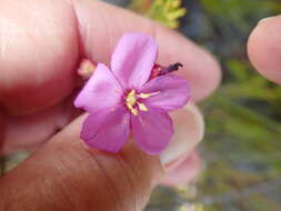 Image of Australian sundew