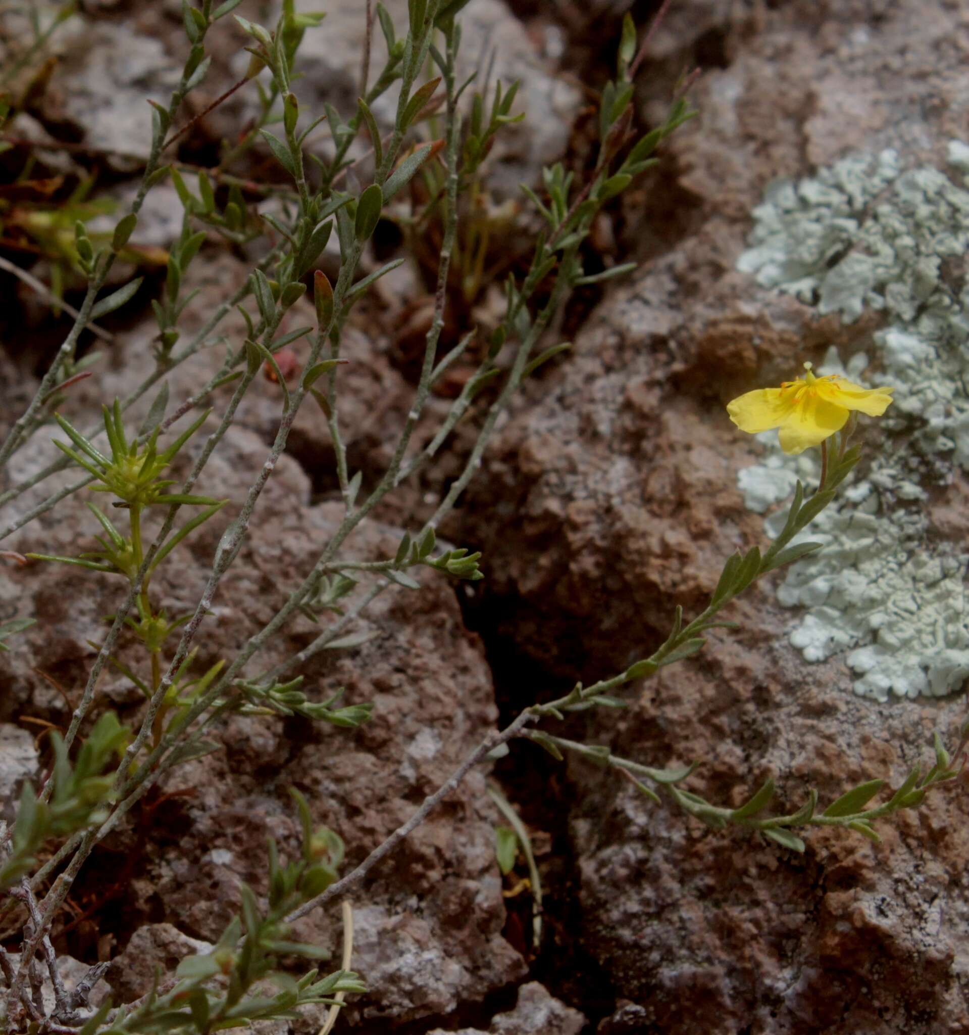 Imagem de Crocanthemum pugae (G. Calderón de Rzedowski)