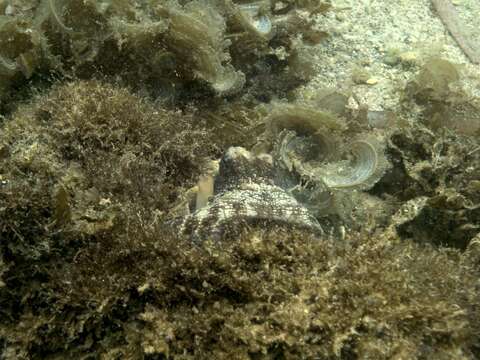 Image of Mexican four-eyed octopus