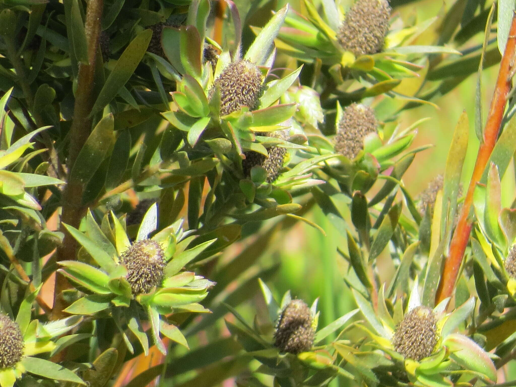 Imagem de Leucadendron floridum R. Br.