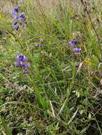 Image of Polygala comosa subsp. comosa