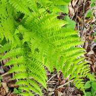 Image of Athyrium yokoscense (Franch. & Sav.) Christ