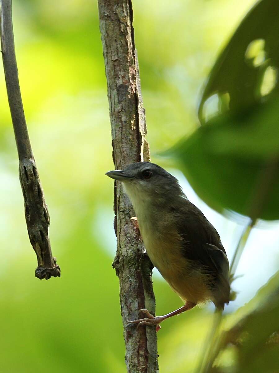 Image of Horsfield's Babbler